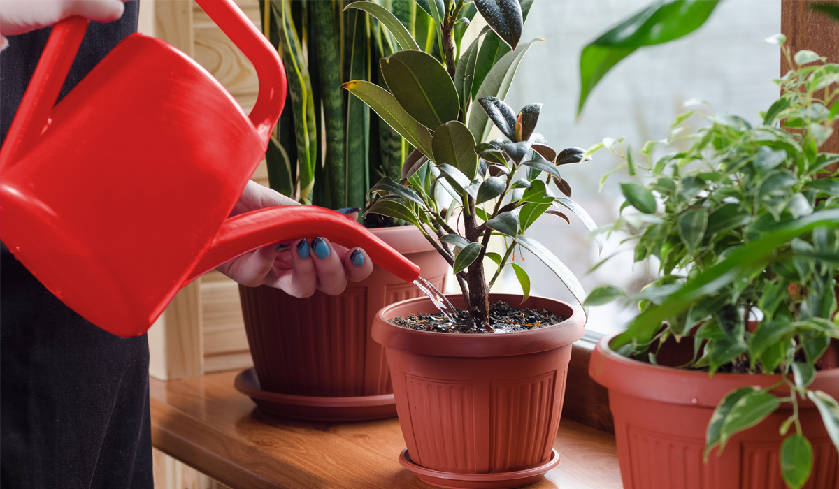  Las mejores plantas de purificación de aire para tu hogar